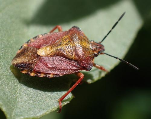 Carpocoris purpureipennis